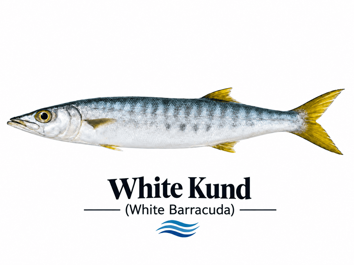  White Kund / White Barracuda (سفید کنڈ / باراکوڈا)