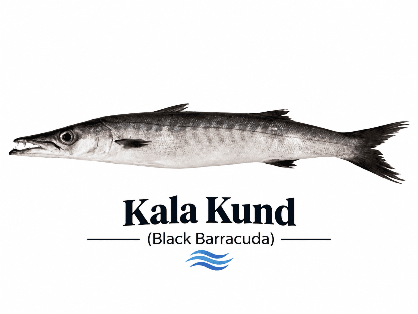 Black Kund / Black Barracuda (کالا کنڈ / باراکوڈا)