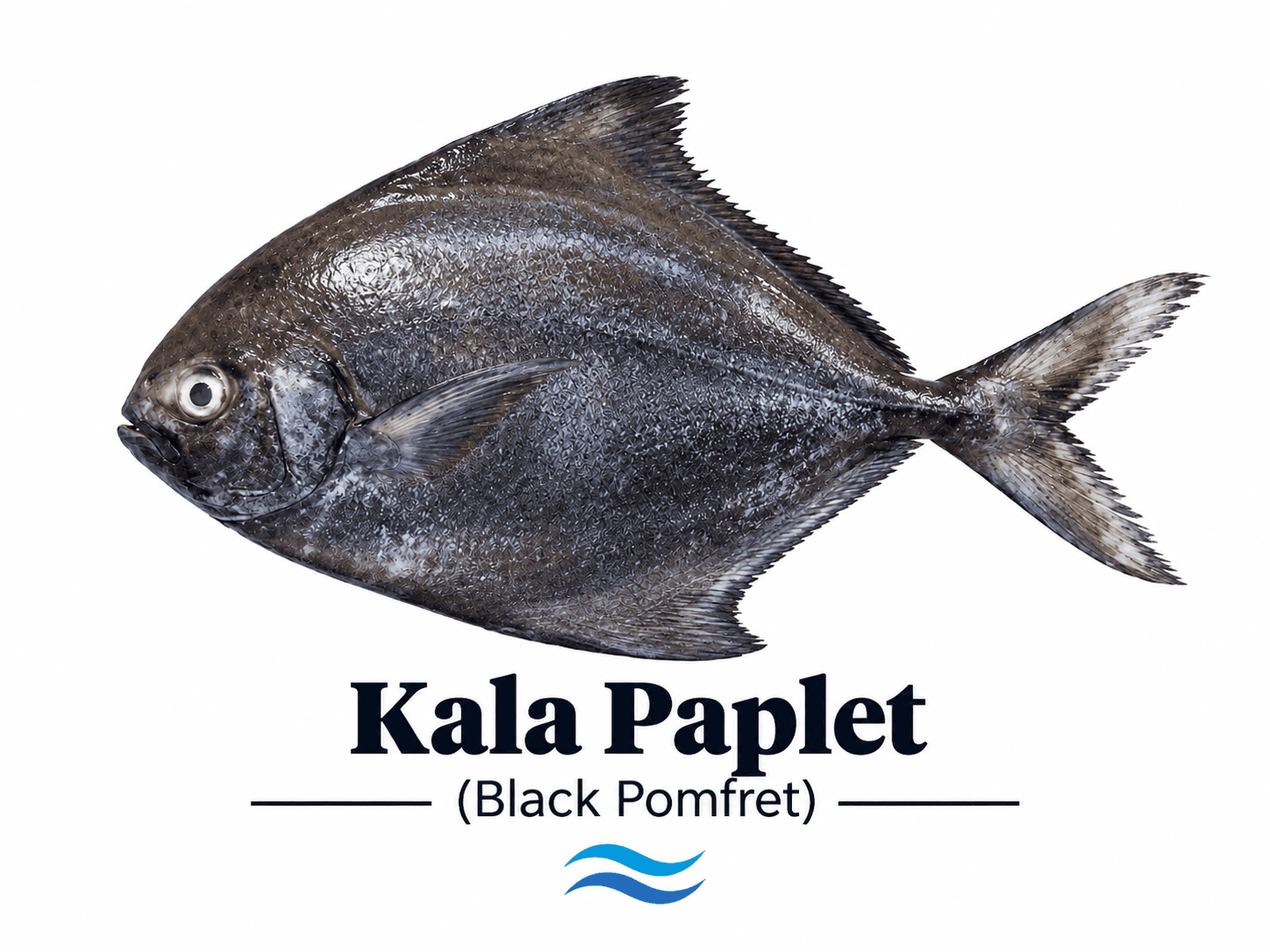 Black Paplet / Black Pomfret (کالا پاپلیٹ مچھلی)