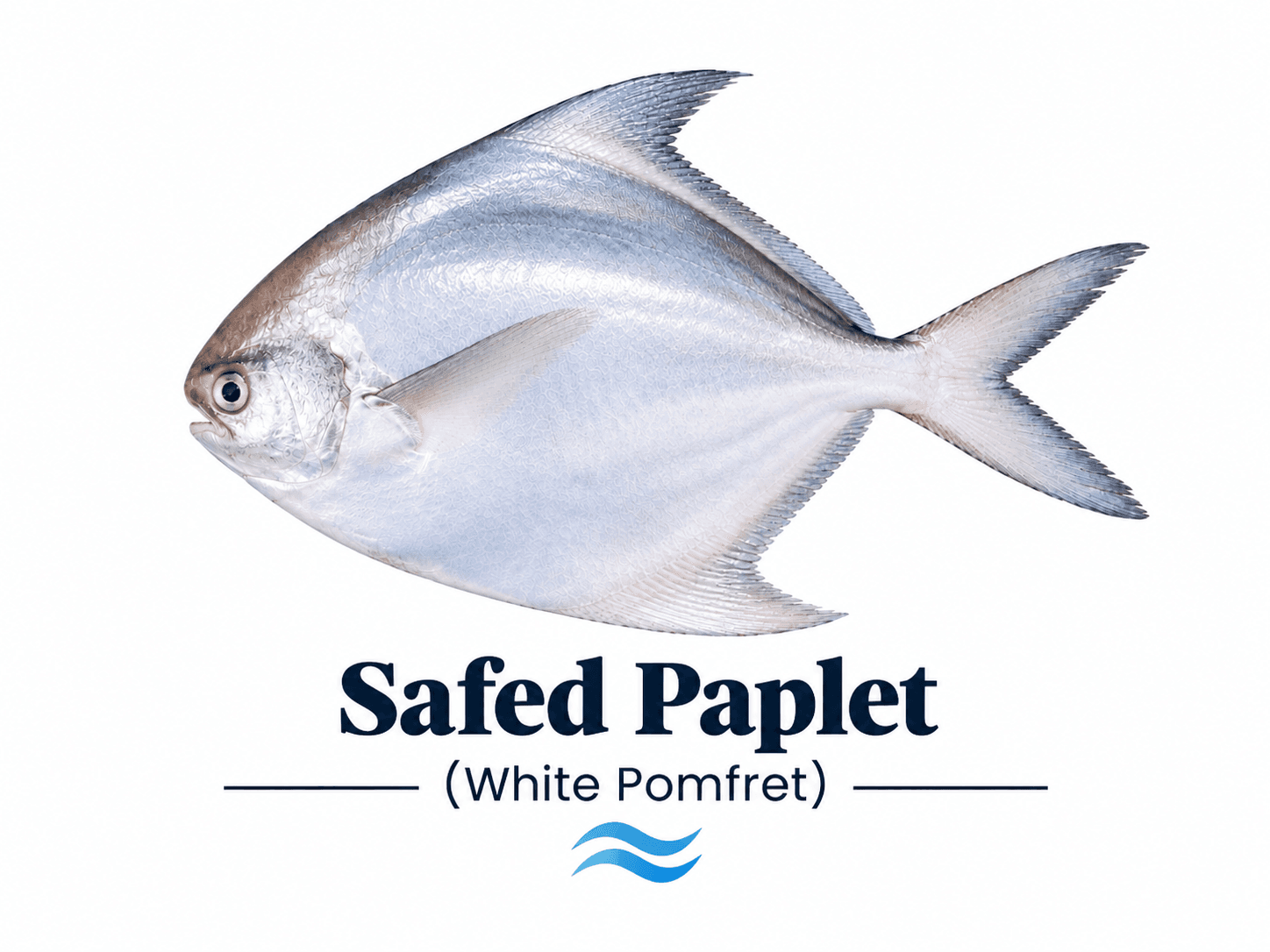 White Paplet / Silver Pomfret (سفید پاپلیٹ مچھلی)