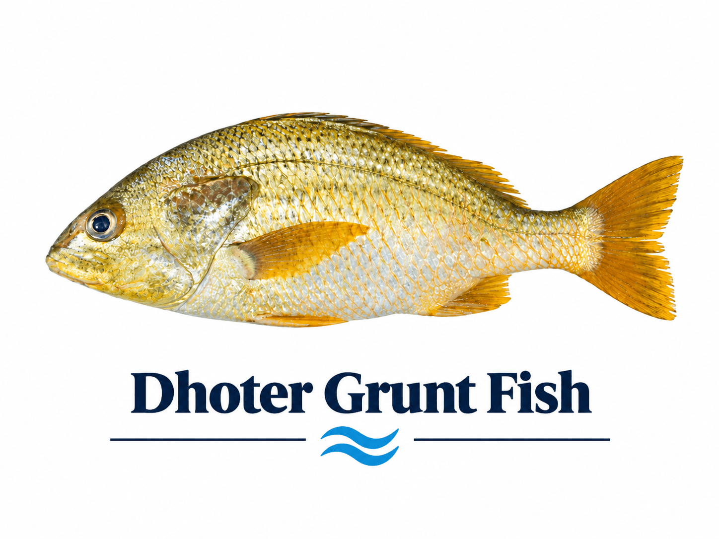 Dhotar / Grunt Fish (دھوتر مچھلی)