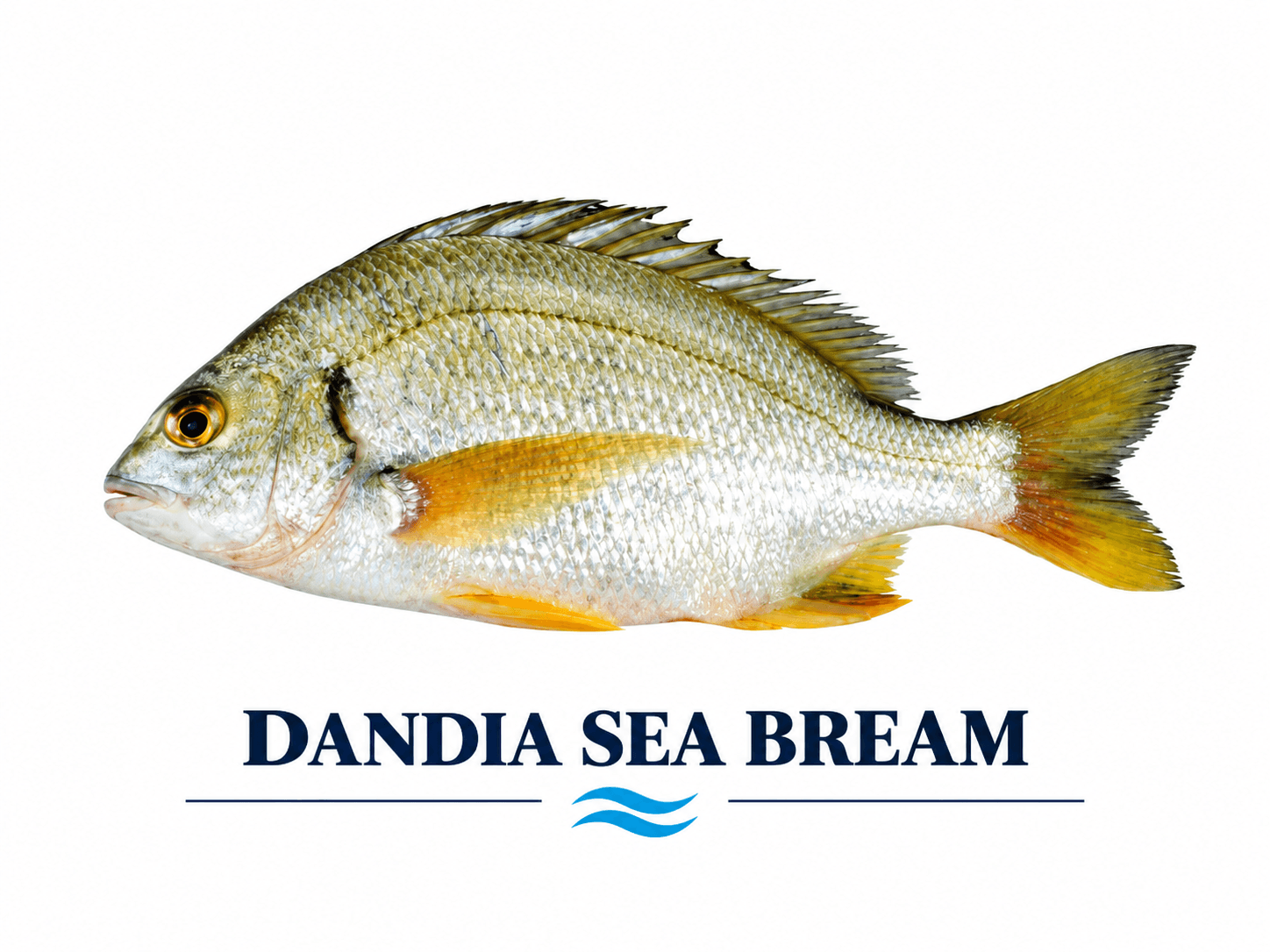Dandya / Sea Bream (ڈانڈیا مچھلی)