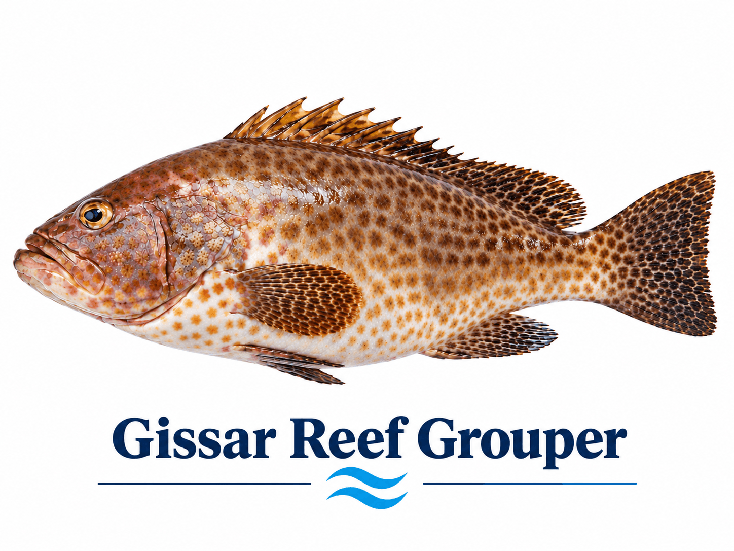 Gissar / Reef Grouper (گِسر مچھلی)