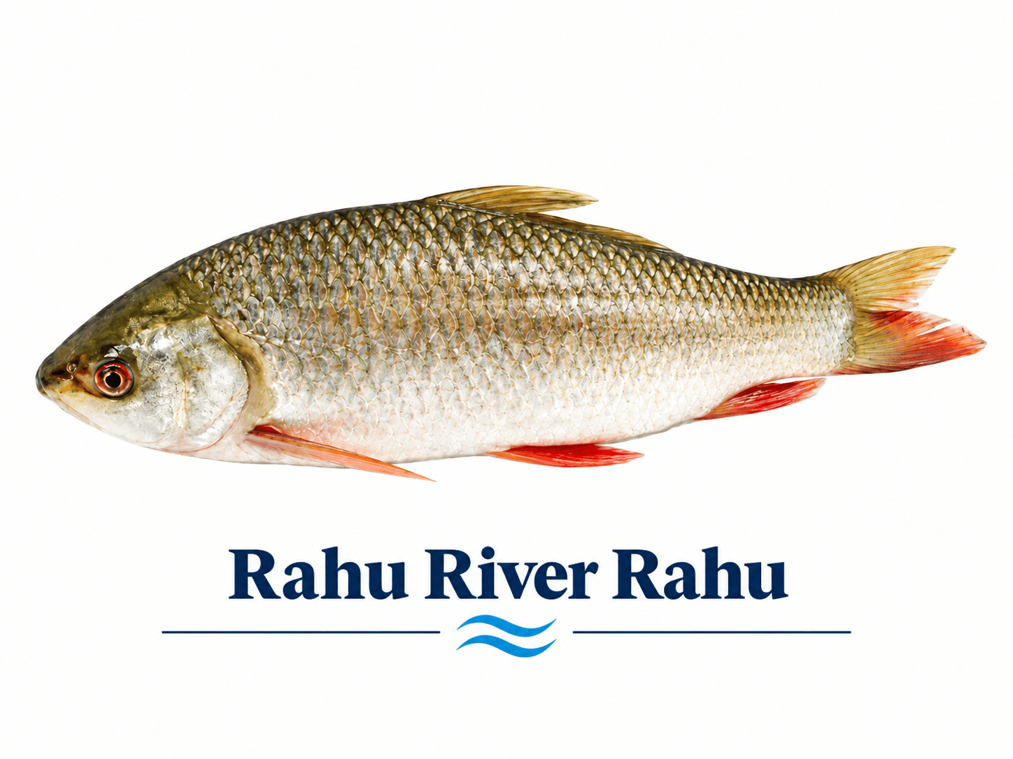 Rahu / River Rohu (روہو / دریائی رہو مچھلی)