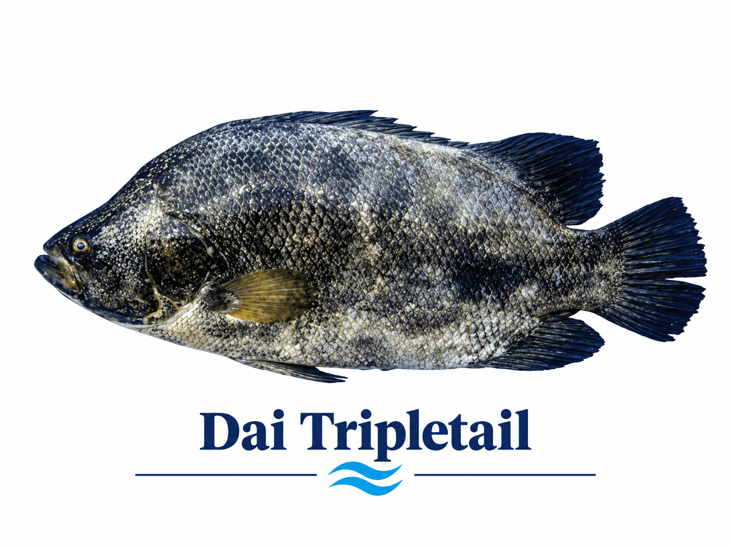 Tripletail (Dai) - دائی مچھلی