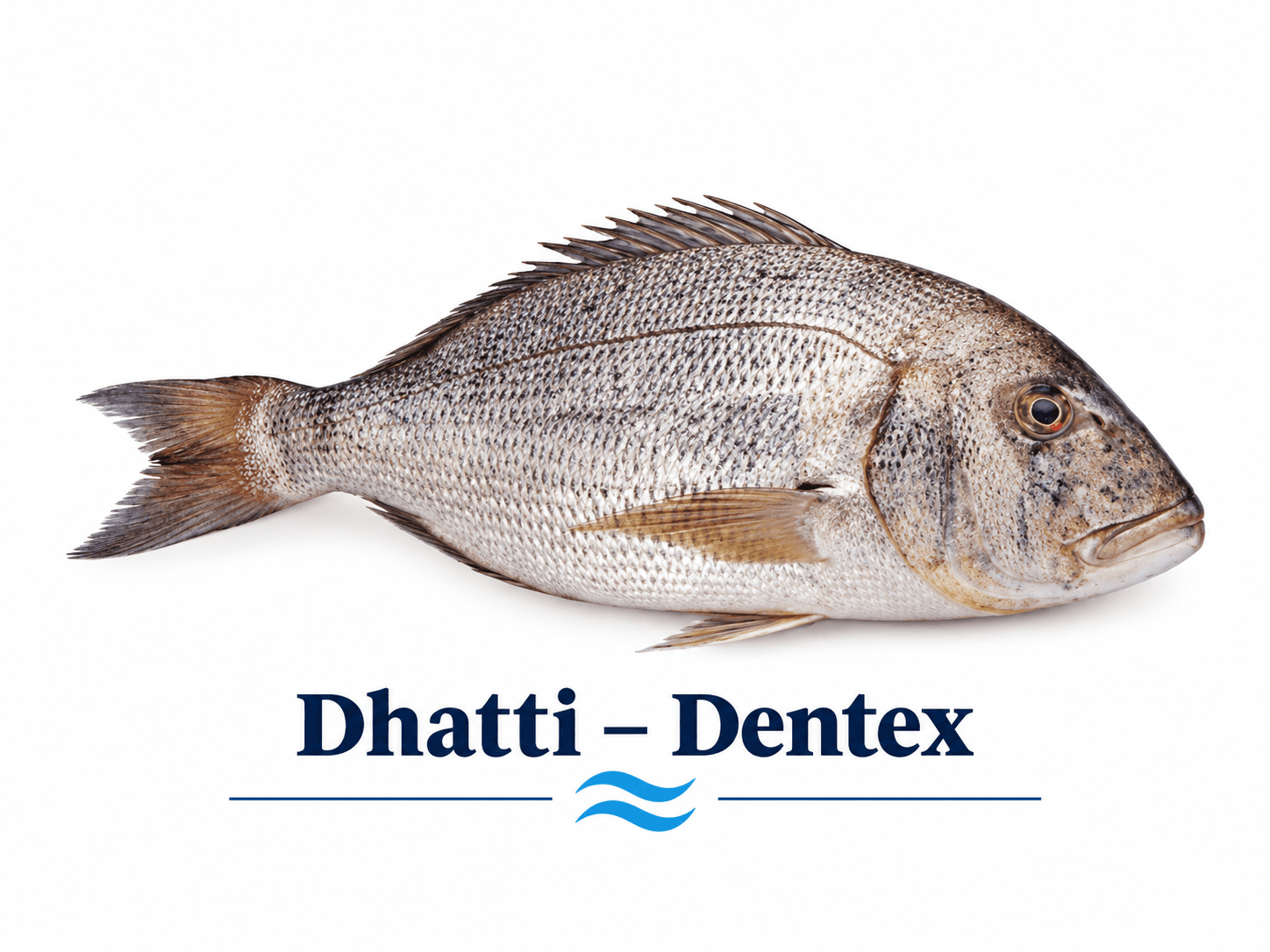 Dentex (Dhatti) - ڈھٹی مچھلی