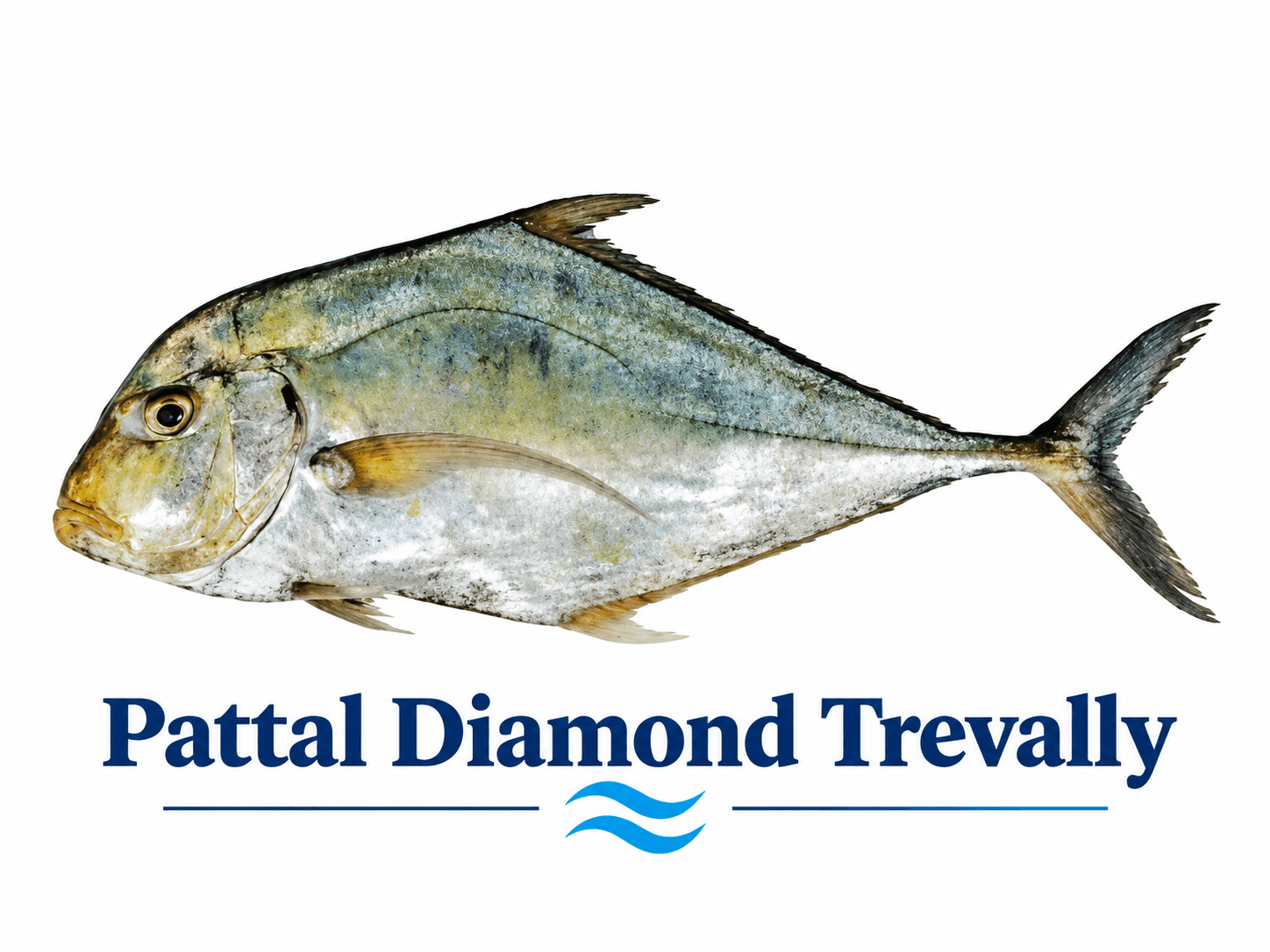 Diamond Trevally (Safaid Pattal) - سفید پتل مچھلی 