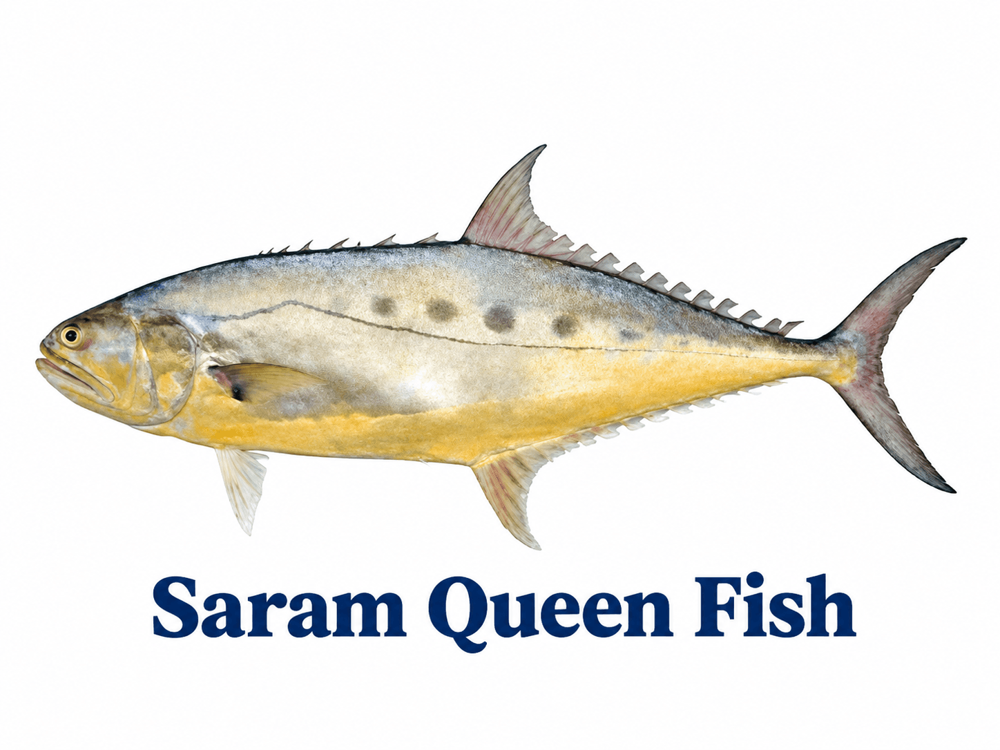 Queen Fish (Saaram) — سارم مچھلی